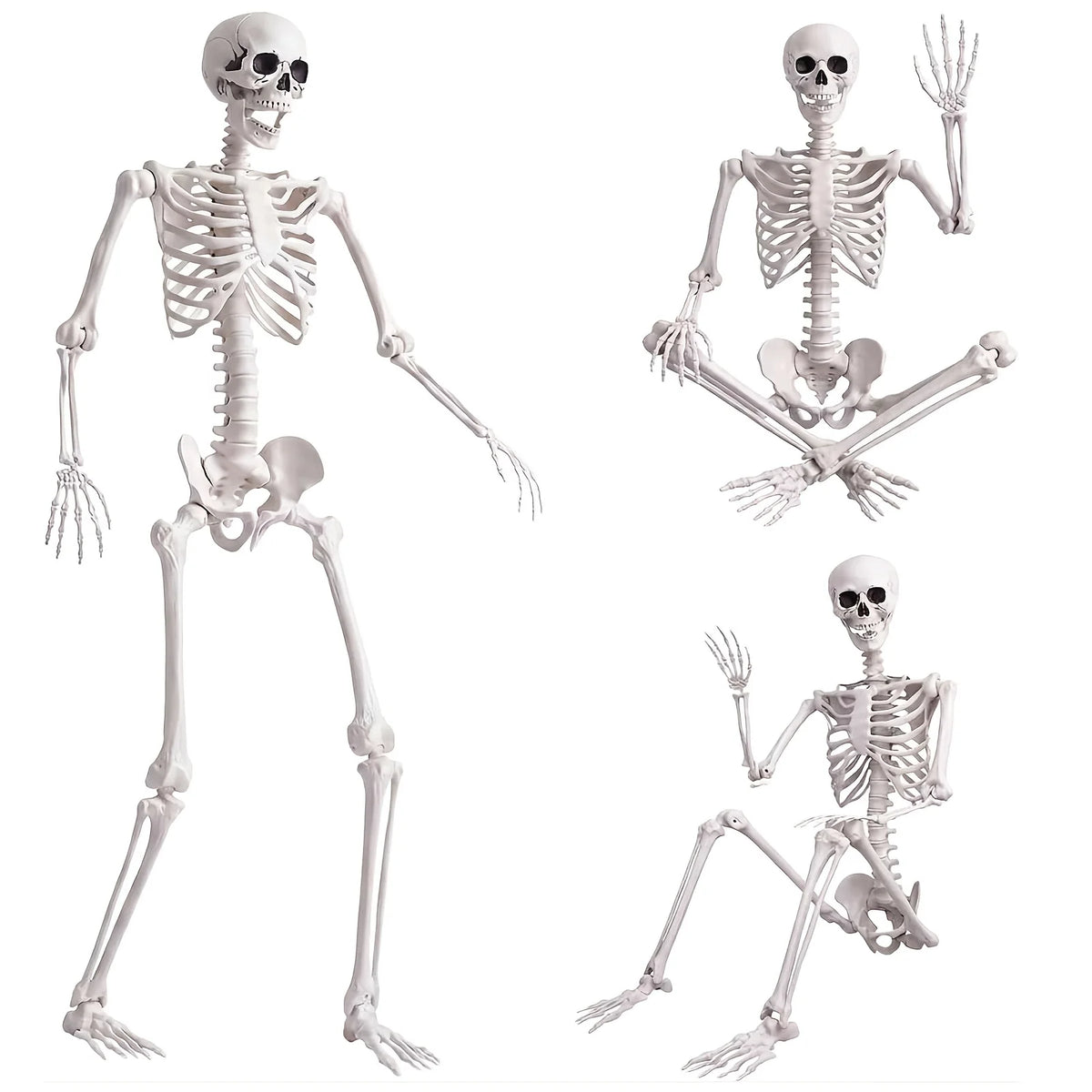Human Skeleton Decoration With Articulated Joints For Display